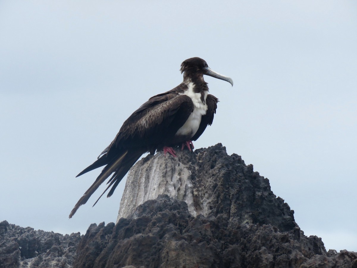 Great Frigatebird - Jose Estrada