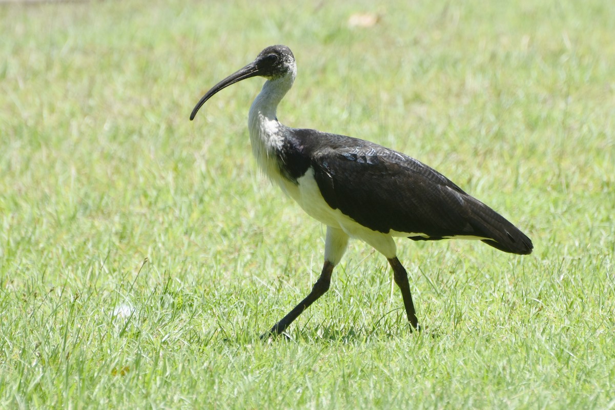 Straw-necked Ibis - ML624583696