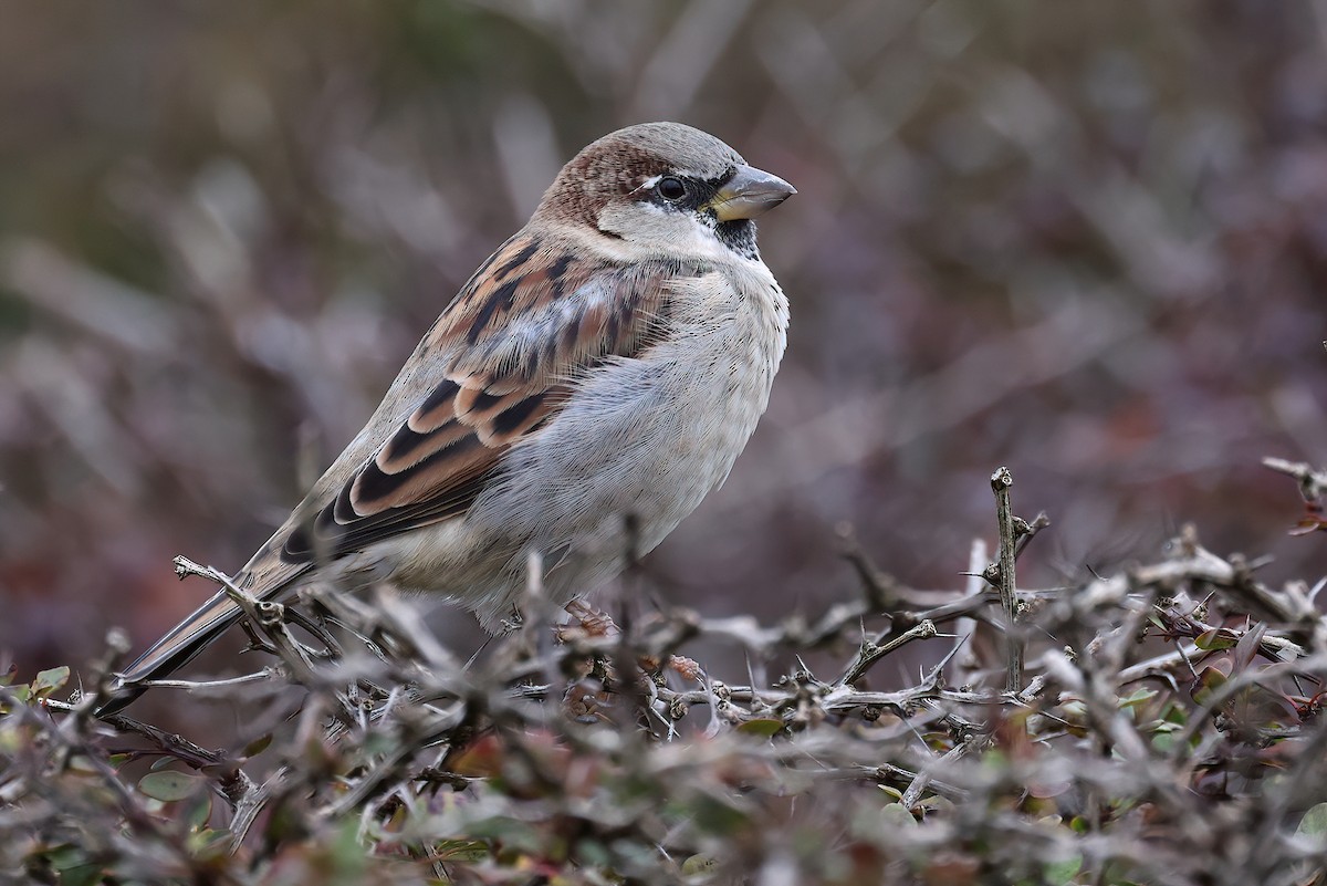 House Sparrow - ML624583798