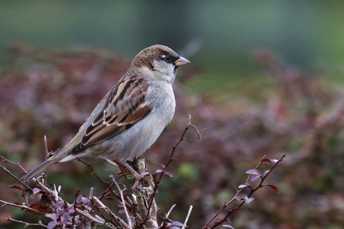 House Sparrow - ML624583799