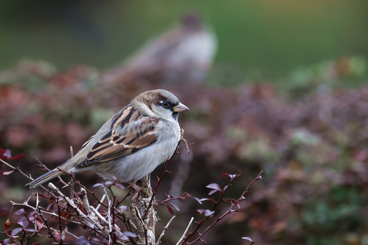 House Sparrow - ML624583800