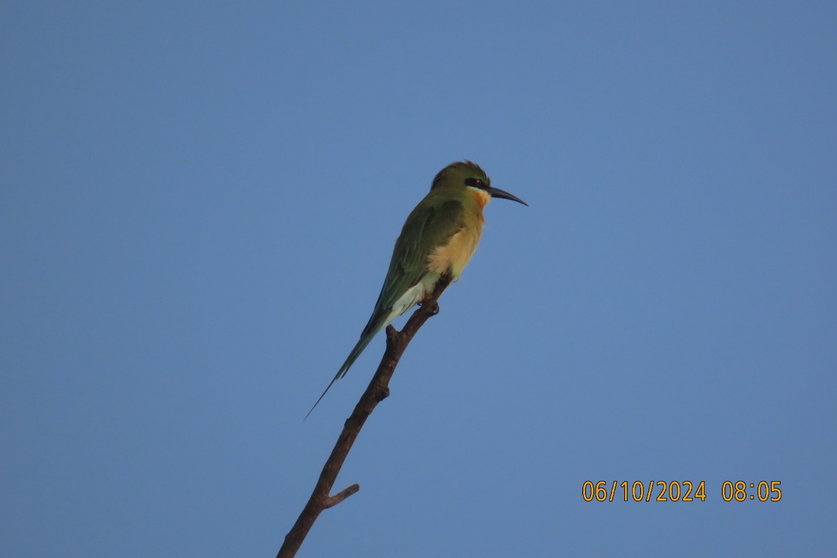 Blue-tailed Bee-eater - ML624583803