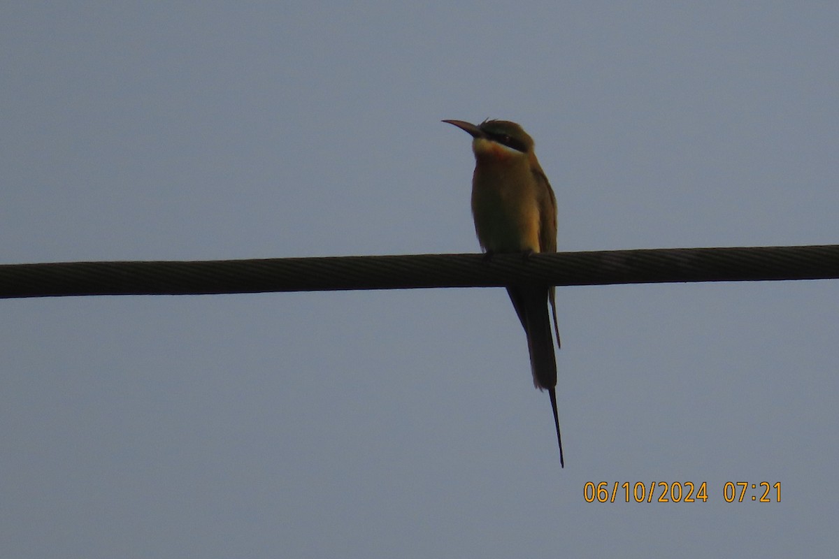 Blue-tailed Bee-eater - ML624583804