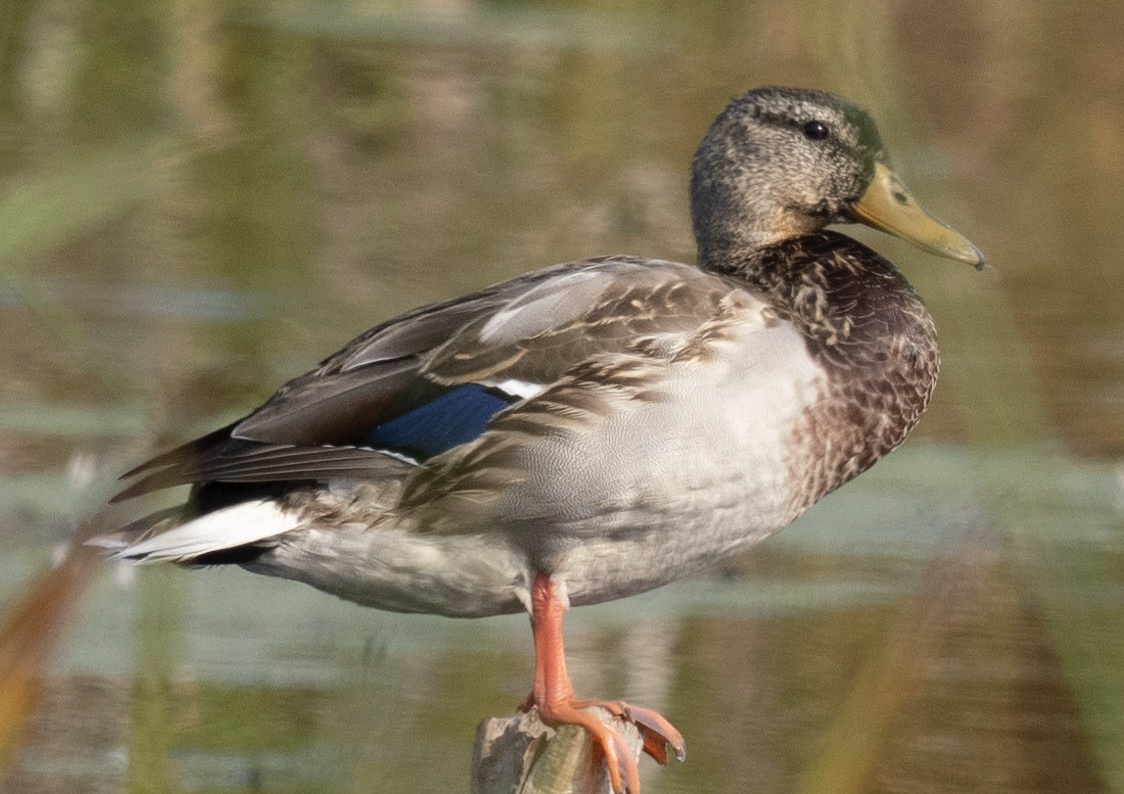 Mallard - ML624583805