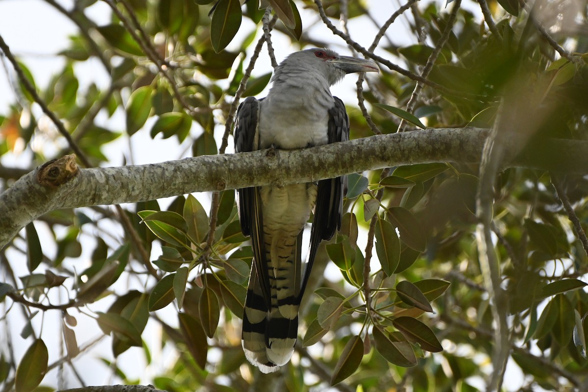 Channel-billed Cuckoo - ML624583808