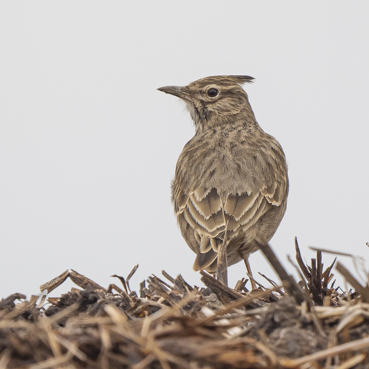 Crested Lark - ML624583809