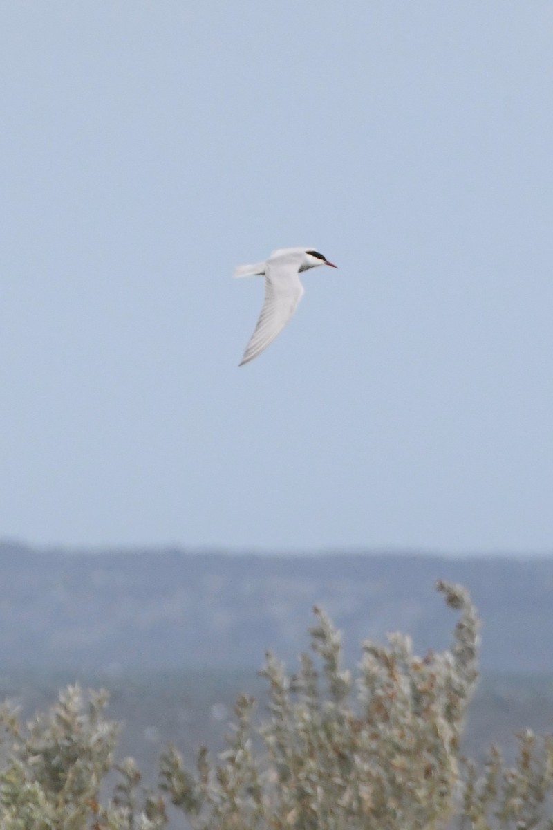 Whiskered Tern - ML624583810