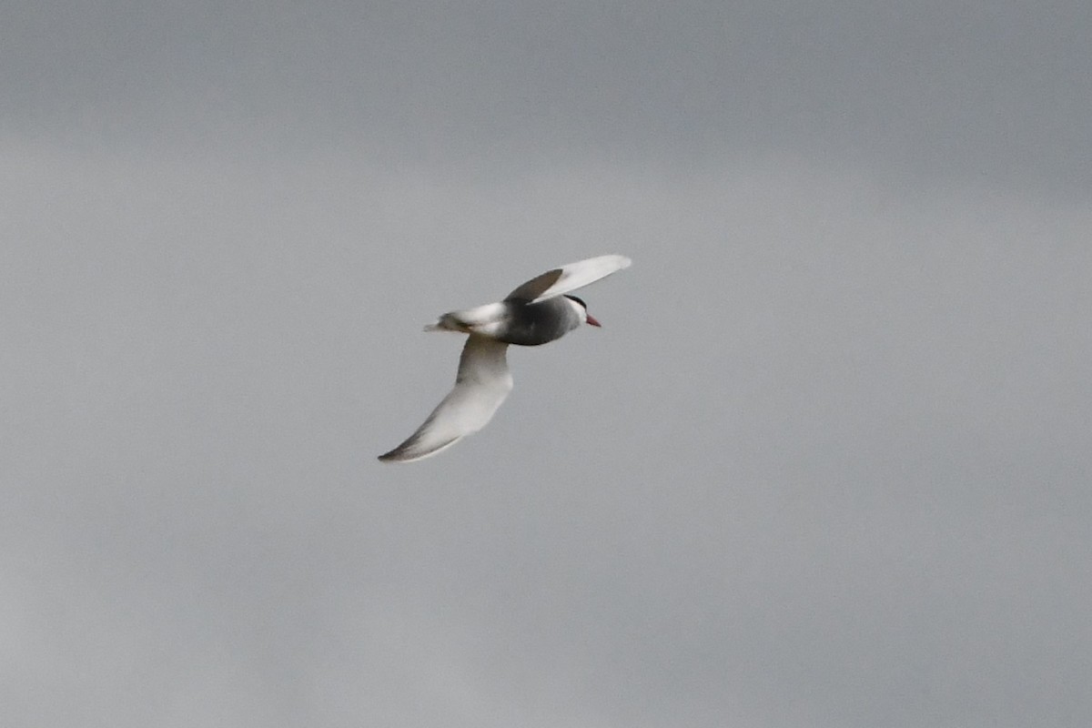 Whiskered Tern - ML624583815