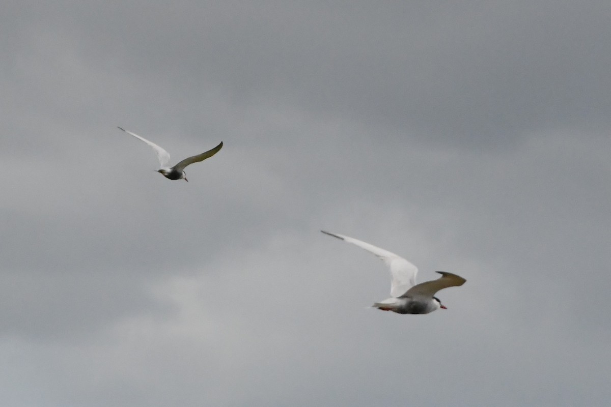 Whiskered Tern - Michael Louey