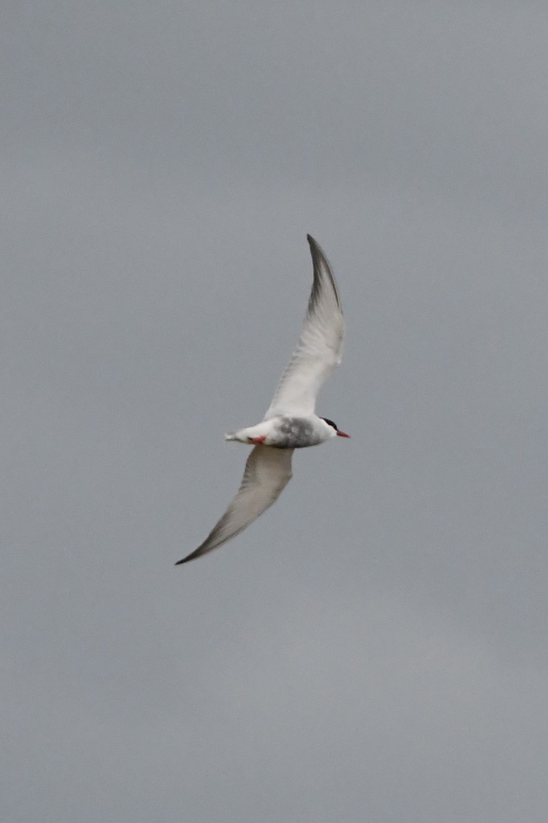 Whiskered Tern - ML624583817