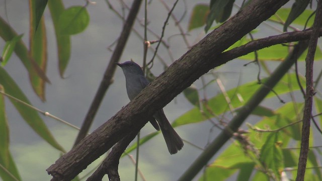 Pale Blue Flycatcher - ML624583818