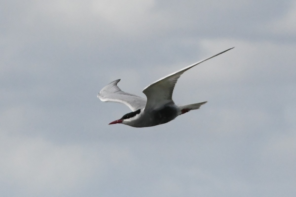 Whiskered Tern - ML624583820