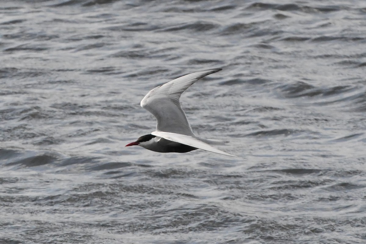 Whiskered Tern - ML624583821