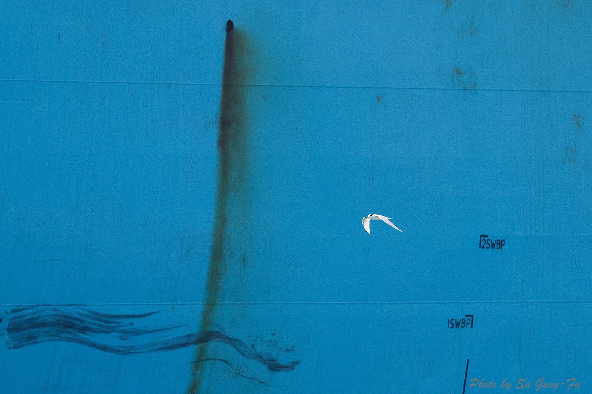 Black-naped Tern - ML624583822