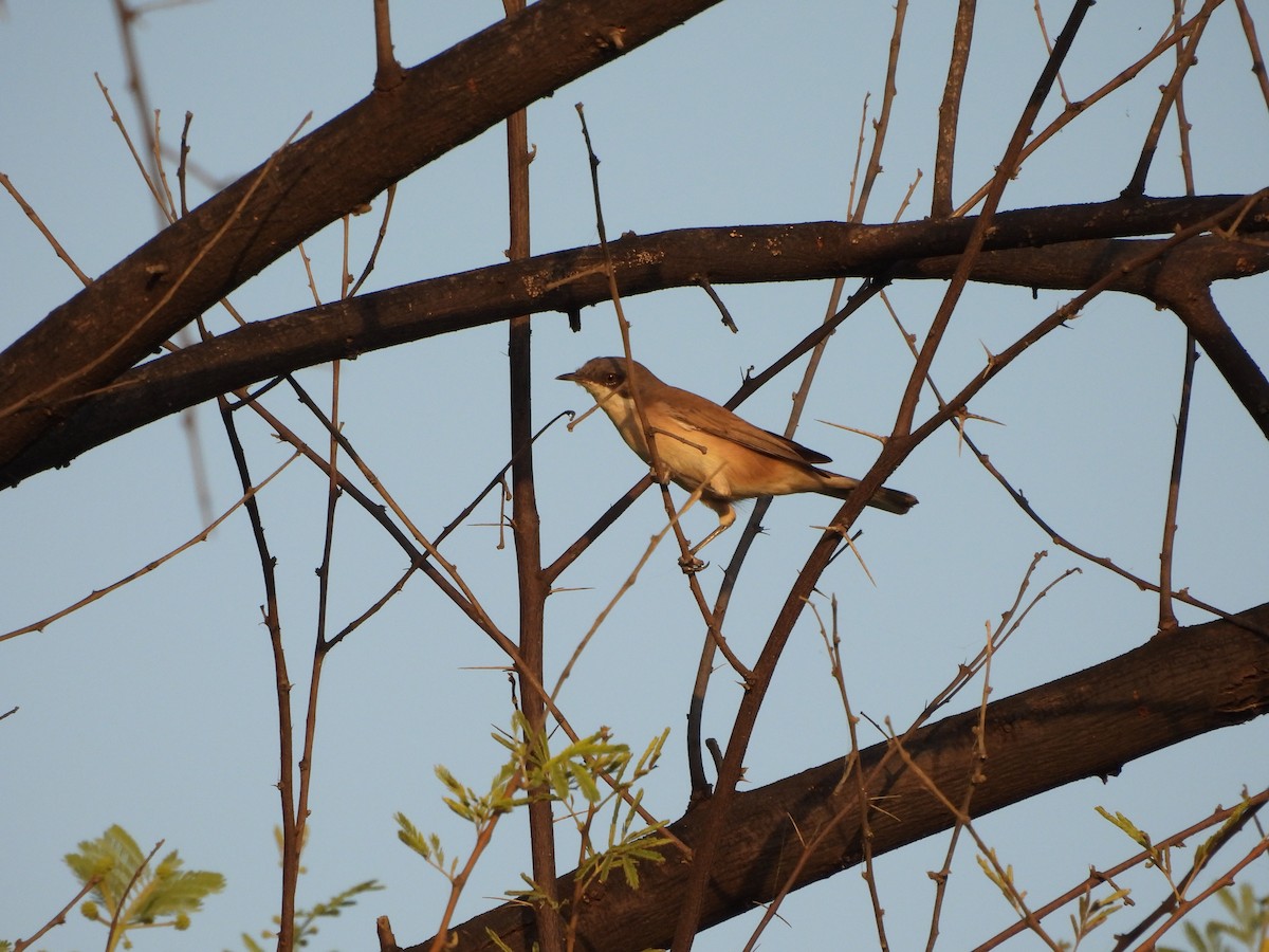 Lesser Whitethroat - ML624583825