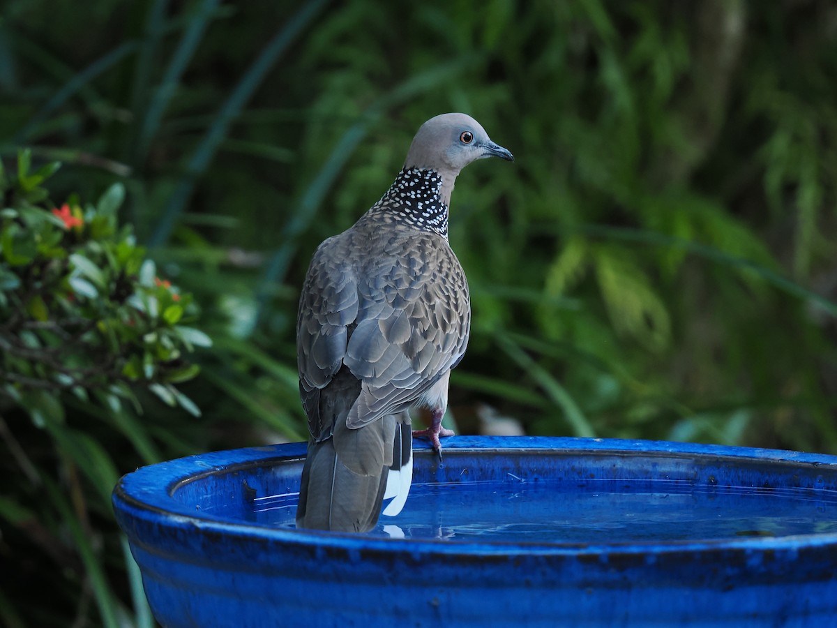 Spotted Dove - ML624583826