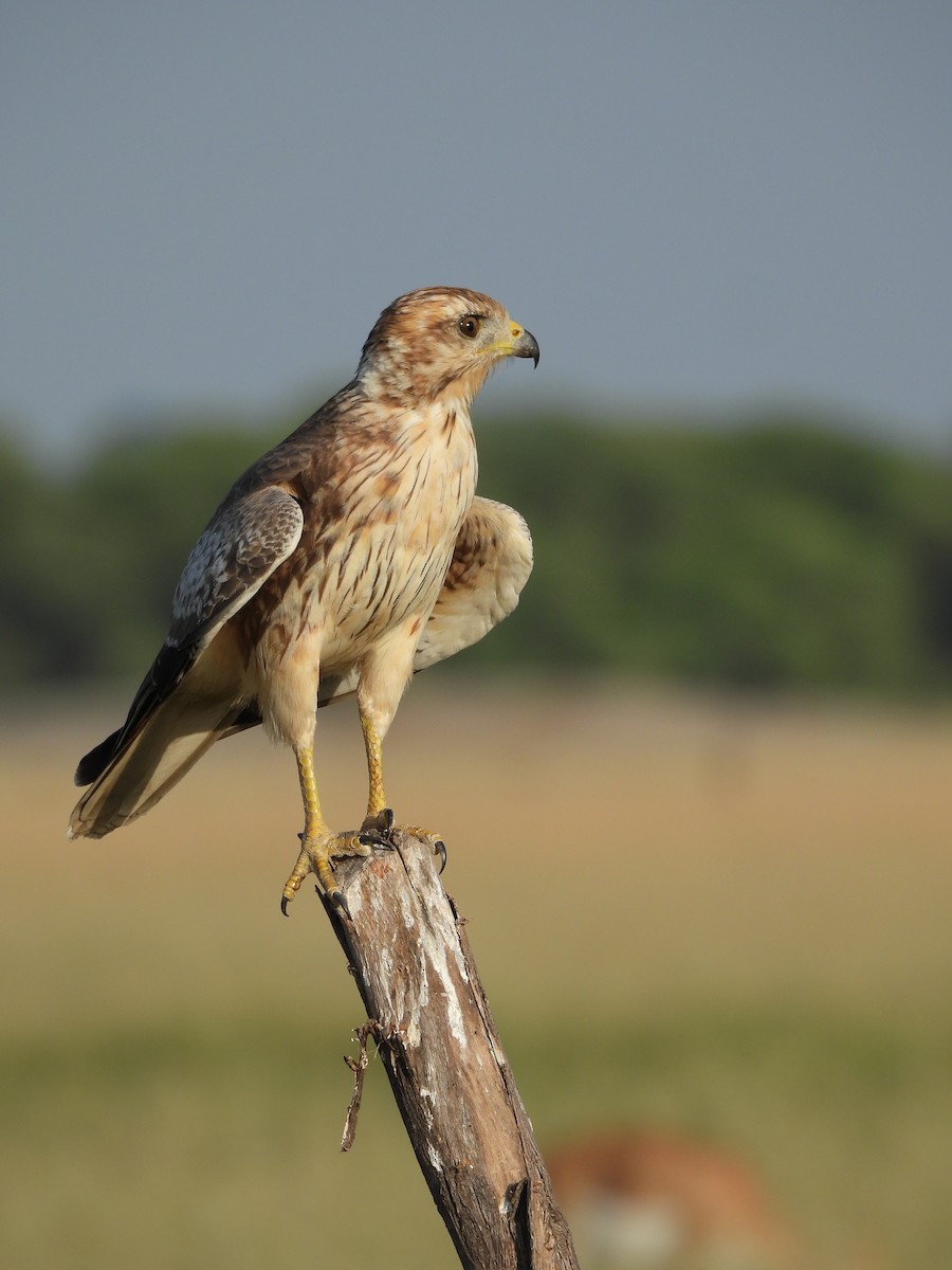 White-eyed Buzzard - Ranjeet Singh