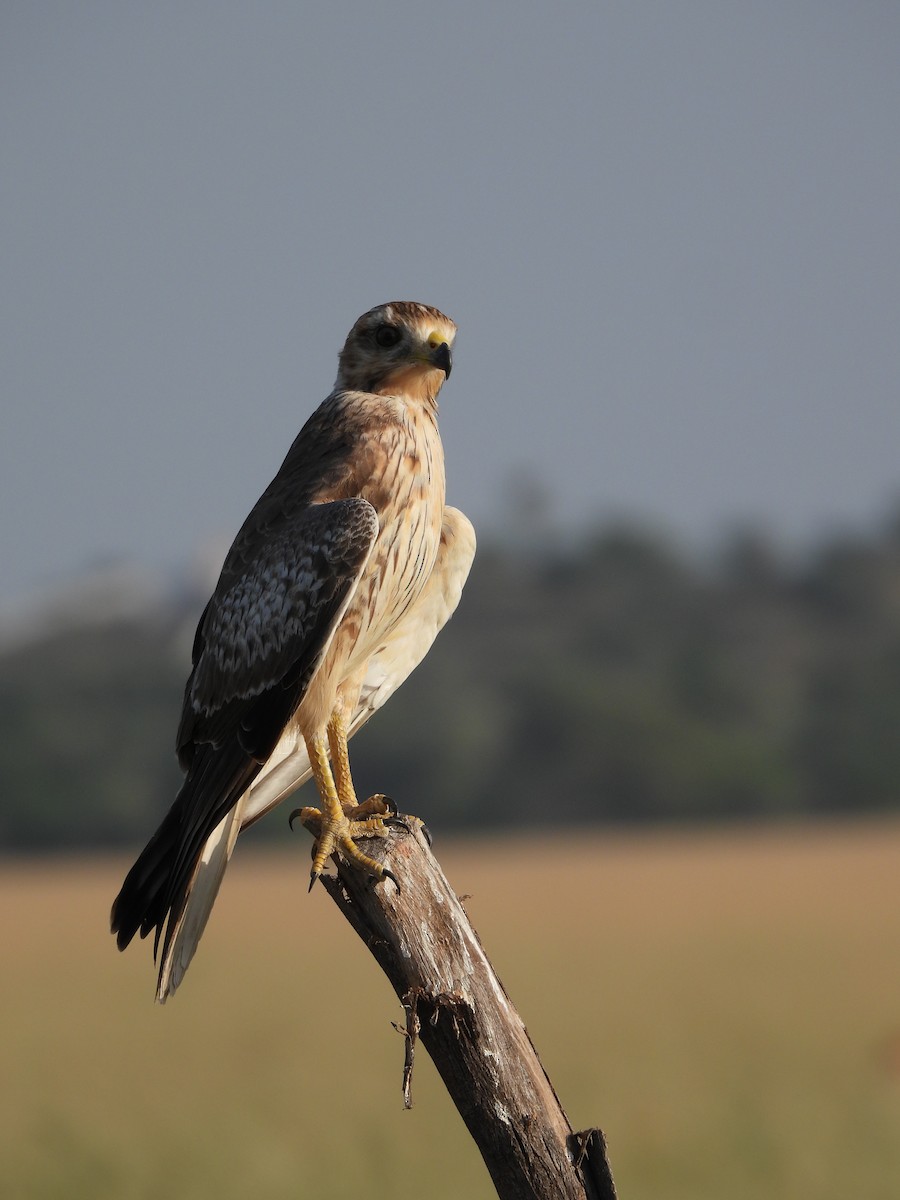 White-eyed Buzzard - Ranjeet Singh