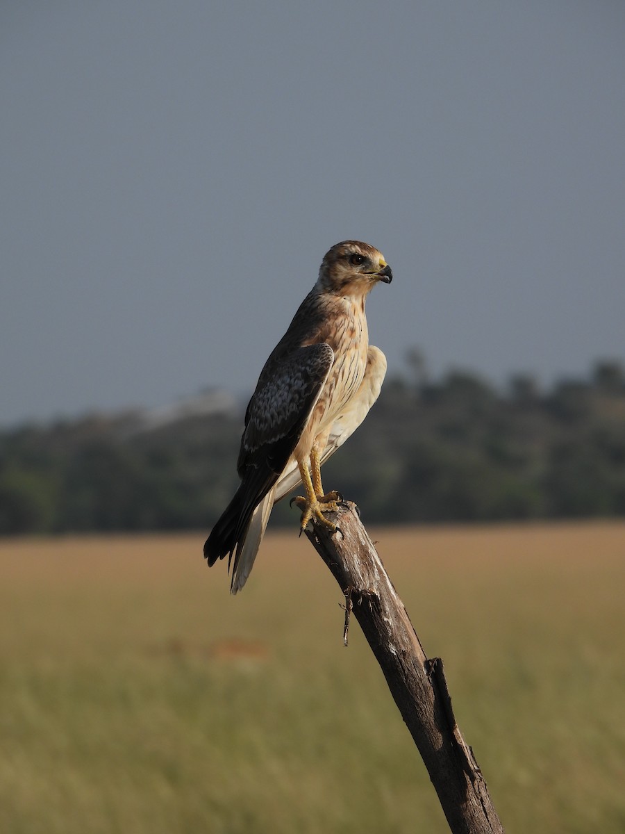 White-eyed Buzzard - ML624583830