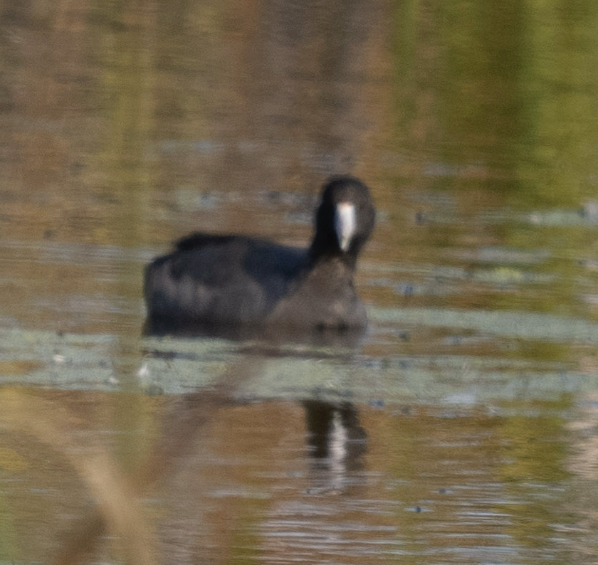 American Coot - ML624583831