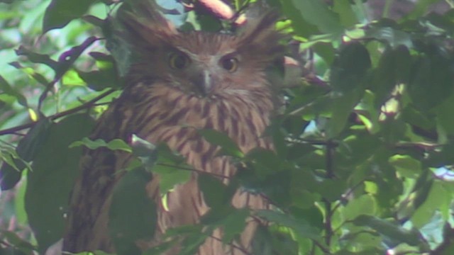 Tawny Fish-Owl - ML624583833