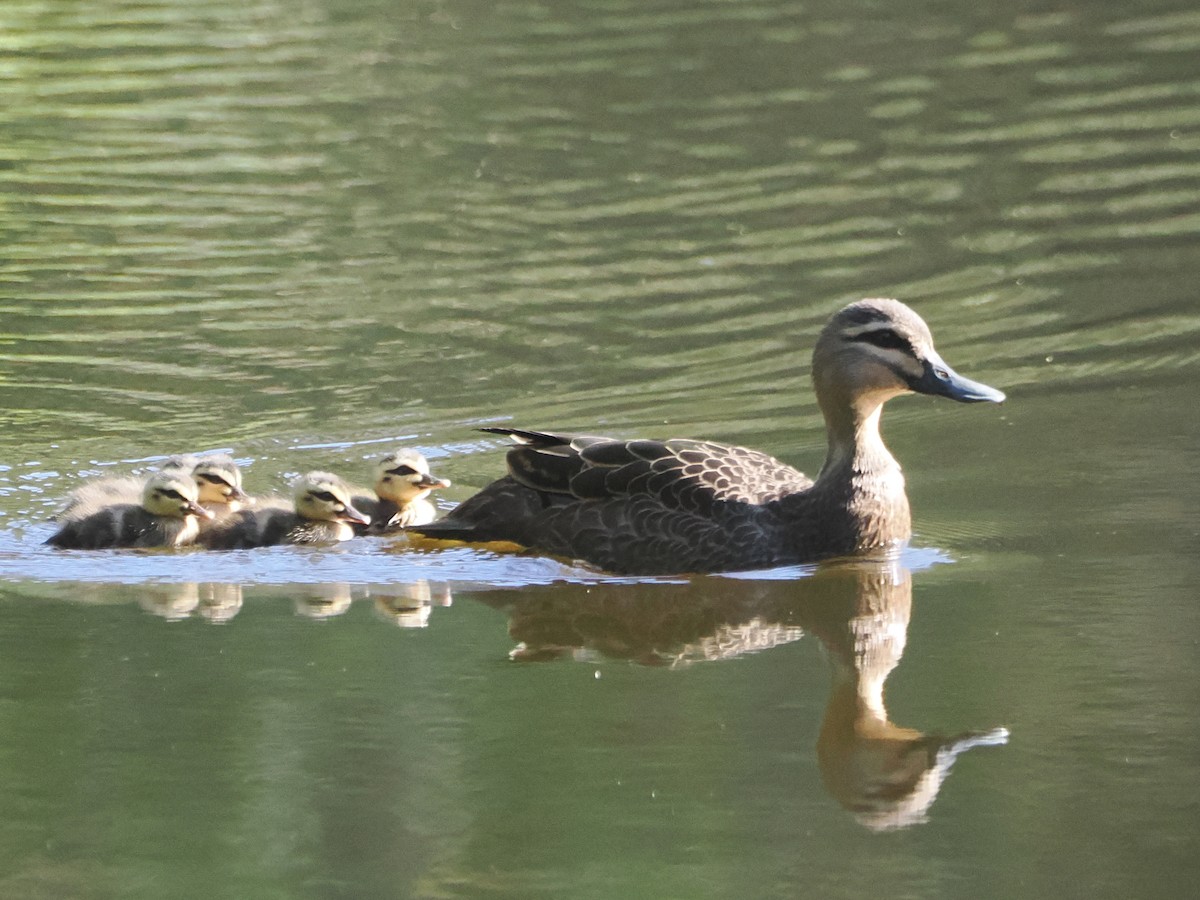 Pacific Black Duck - Charles Lam