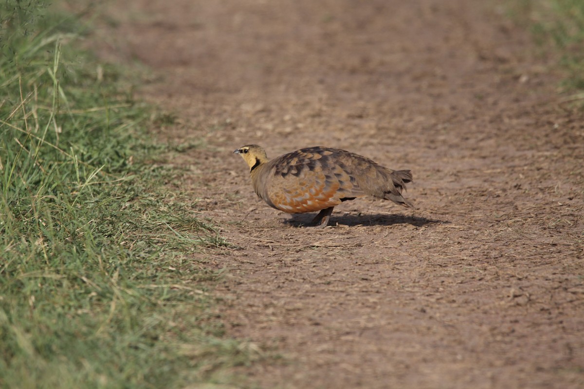 Yellow-throated Sandgrouse - ML624583850