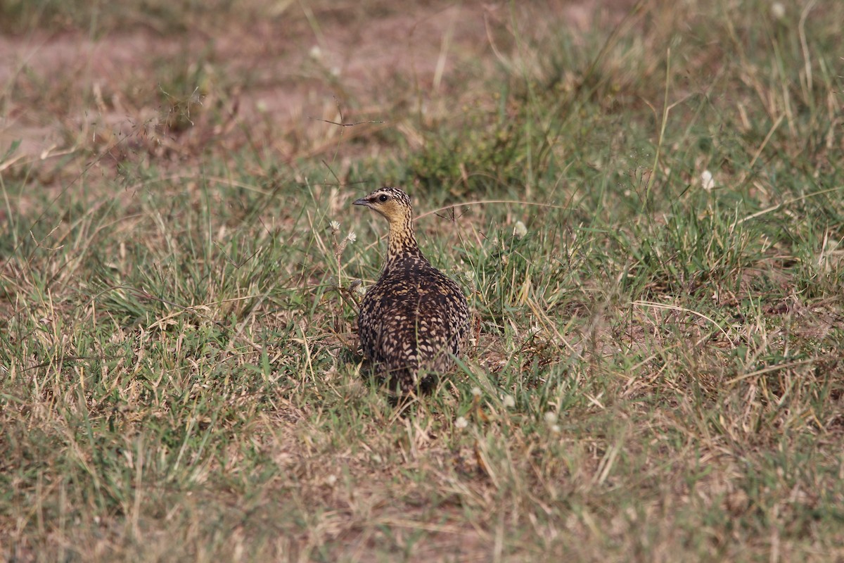 Yellow-throated Sandgrouse - ML624583851