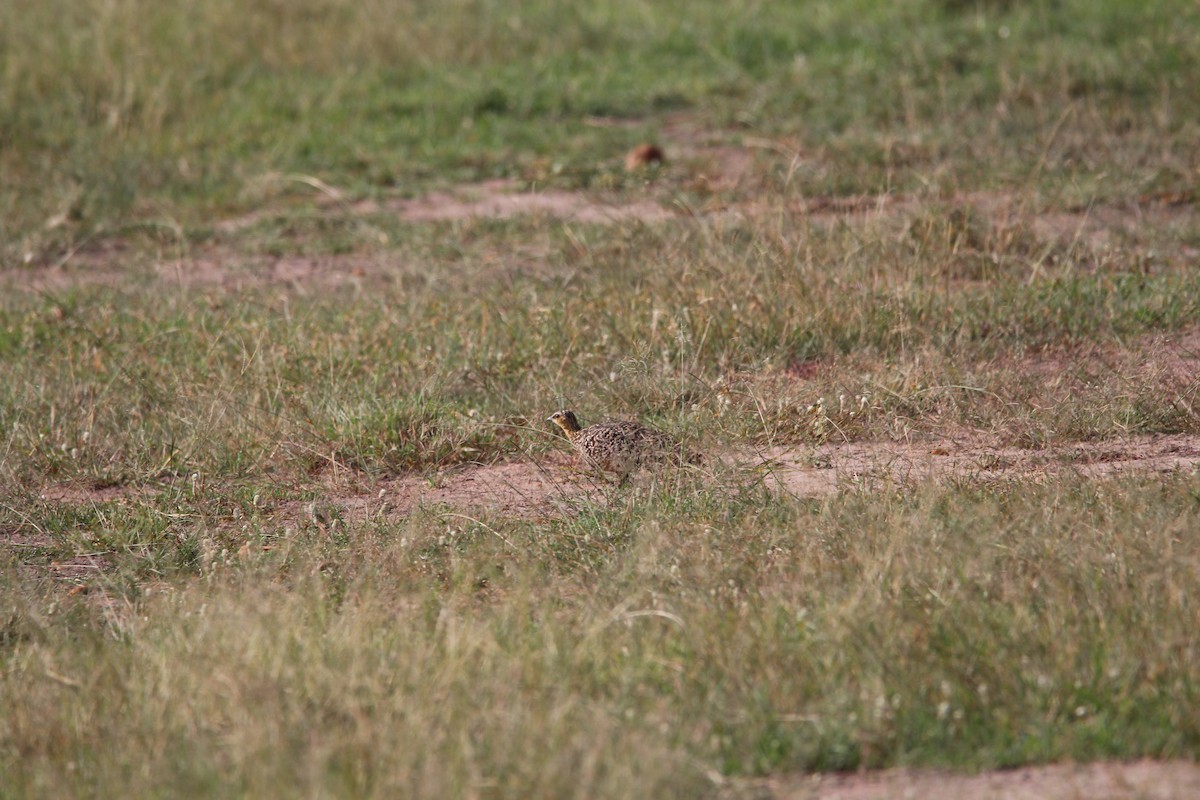 Yellow-throated Sandgrouse - ML624583852