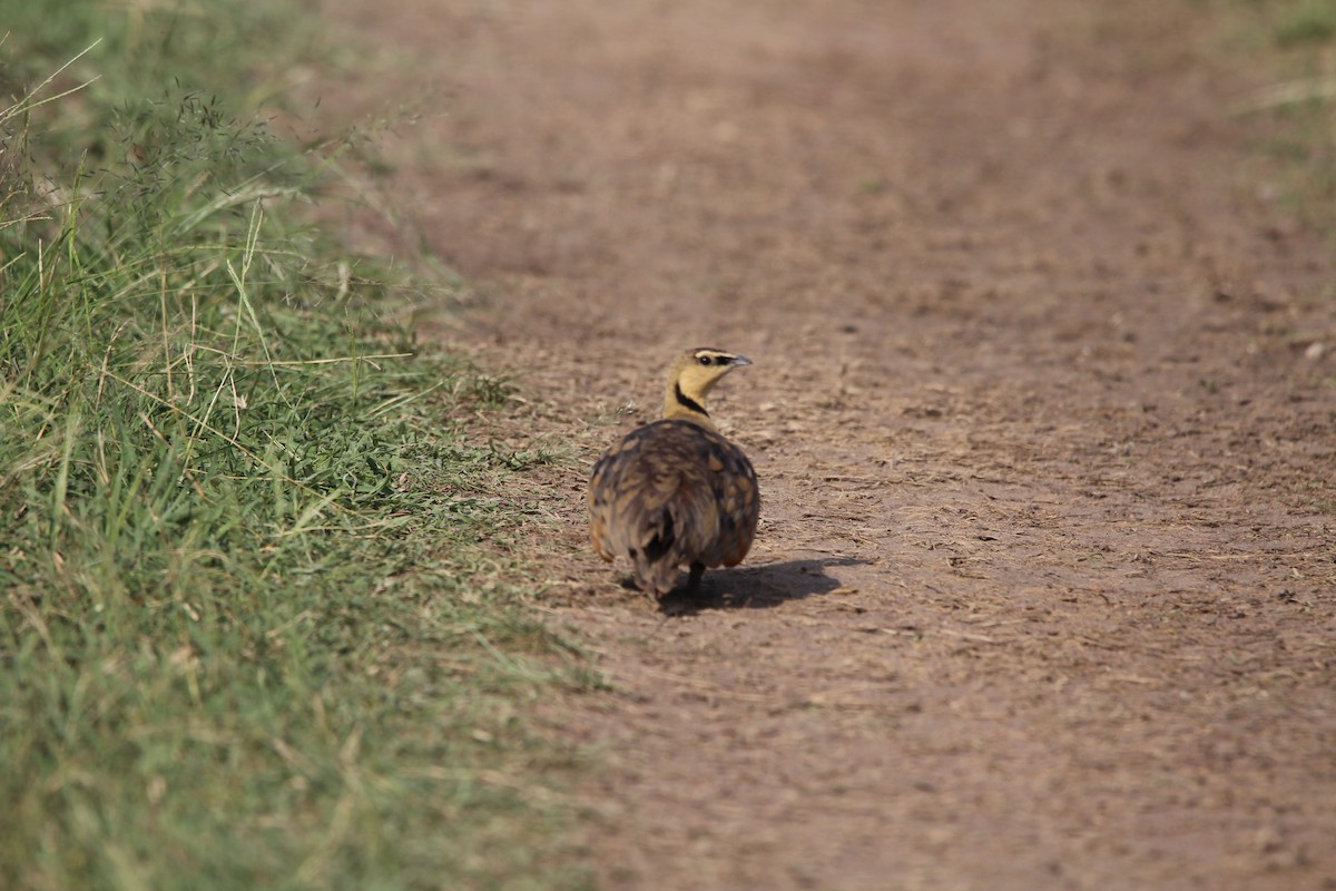 Yellow-throated Sandgrouse - Premkumar Vadapalli