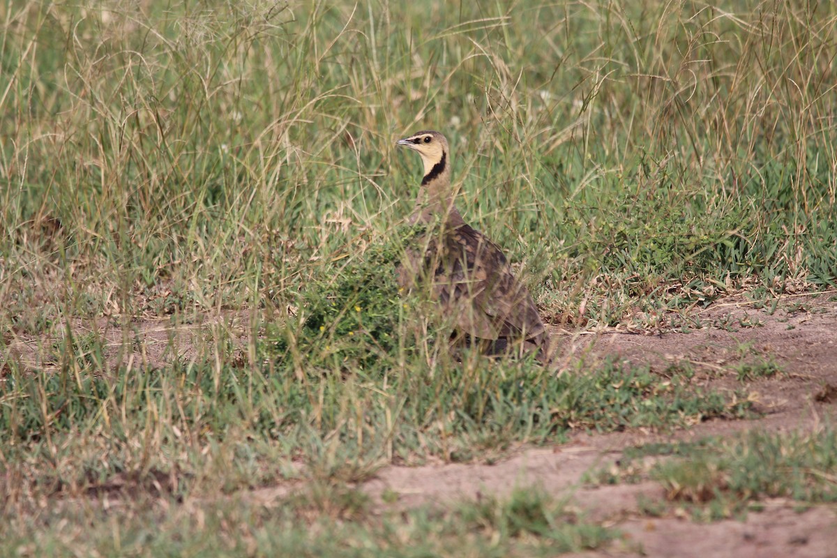 Yellow-throated Sandgrouse - ML624583856