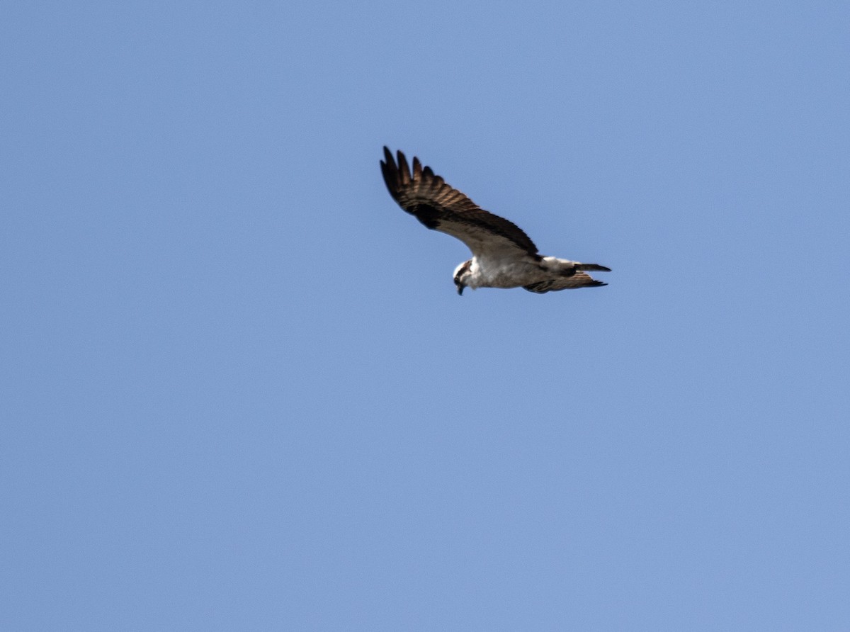 Osprey - ML624583868