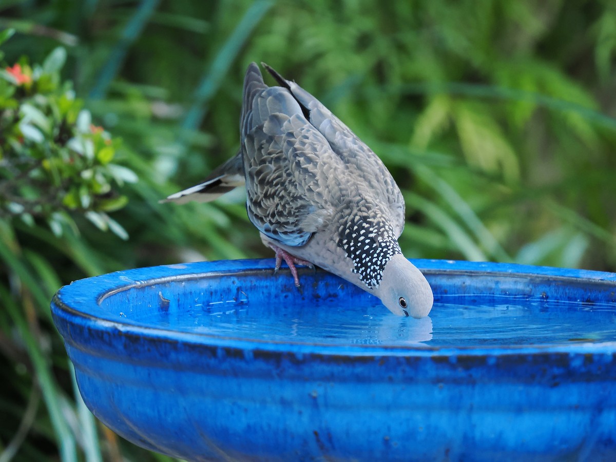 Spotted Dove - ML624583869