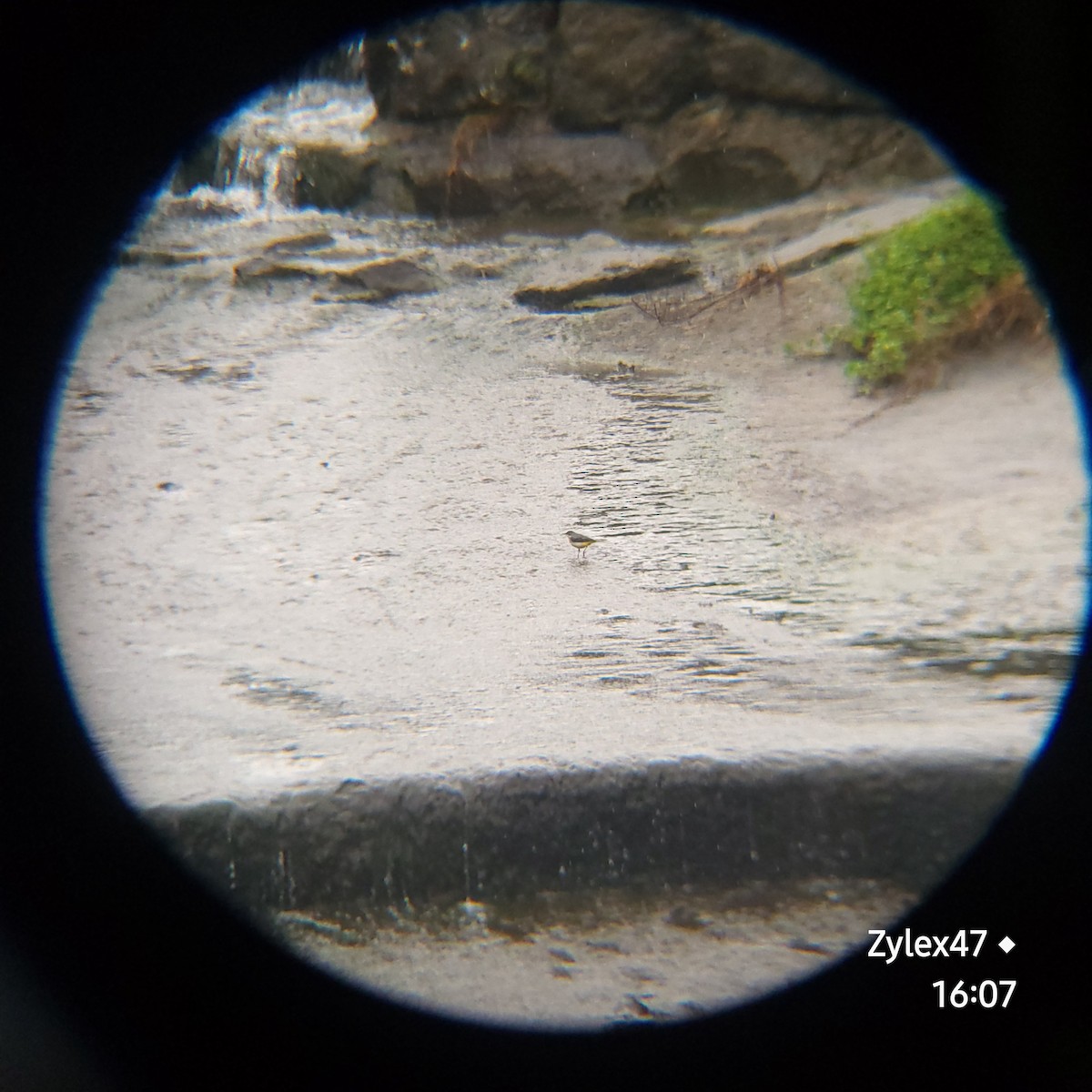 Gray Wagtail - Dusky Thrush