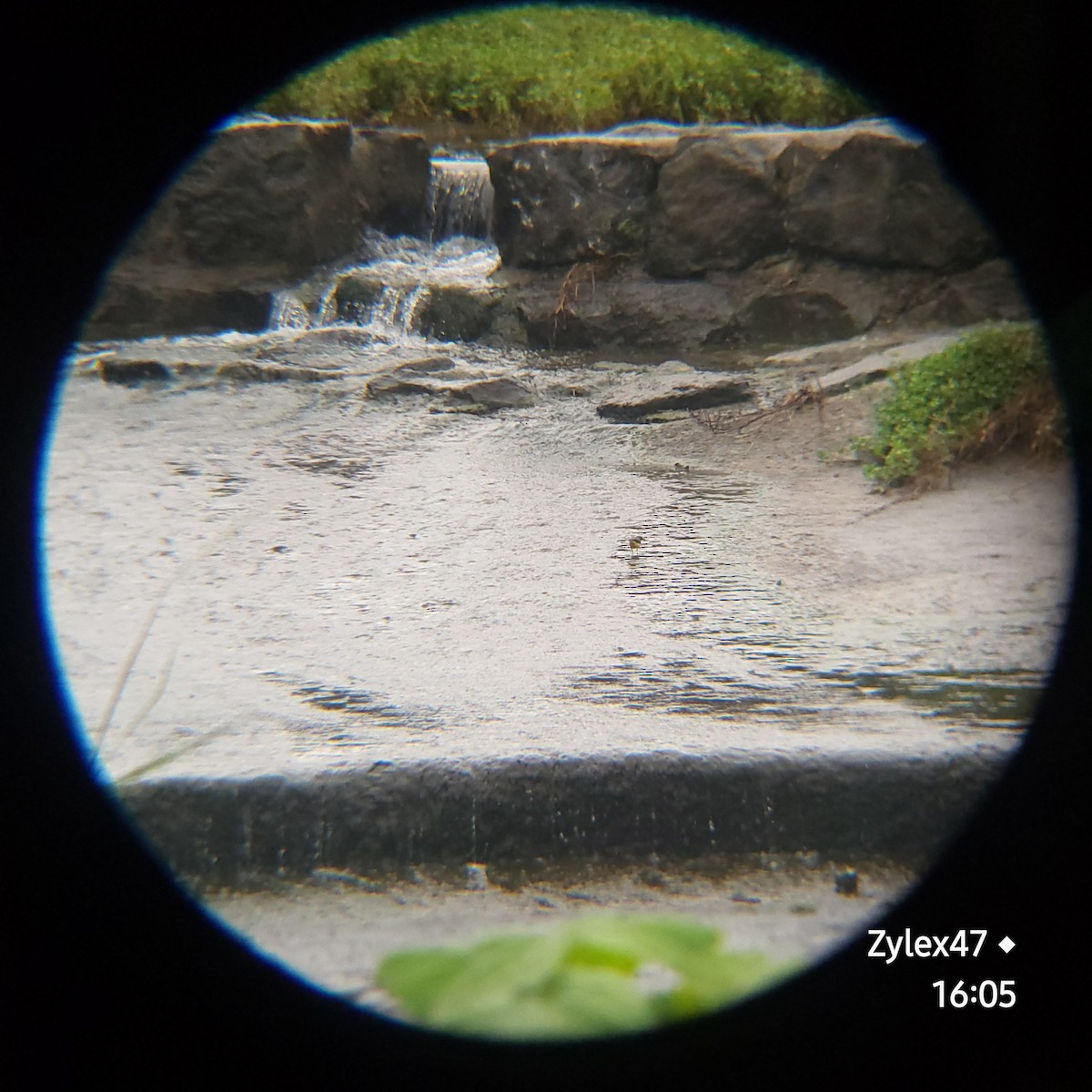 Gray Wagtail - ML624583880