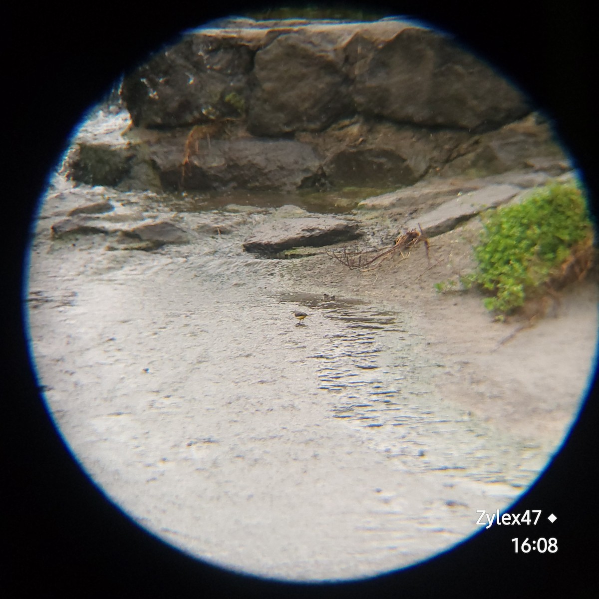 Gray Wagtail - Dusky Thrush