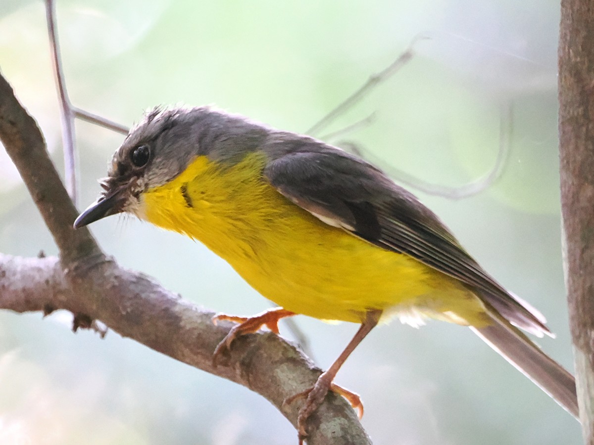 Eastern Yellow Robin - ML624583884