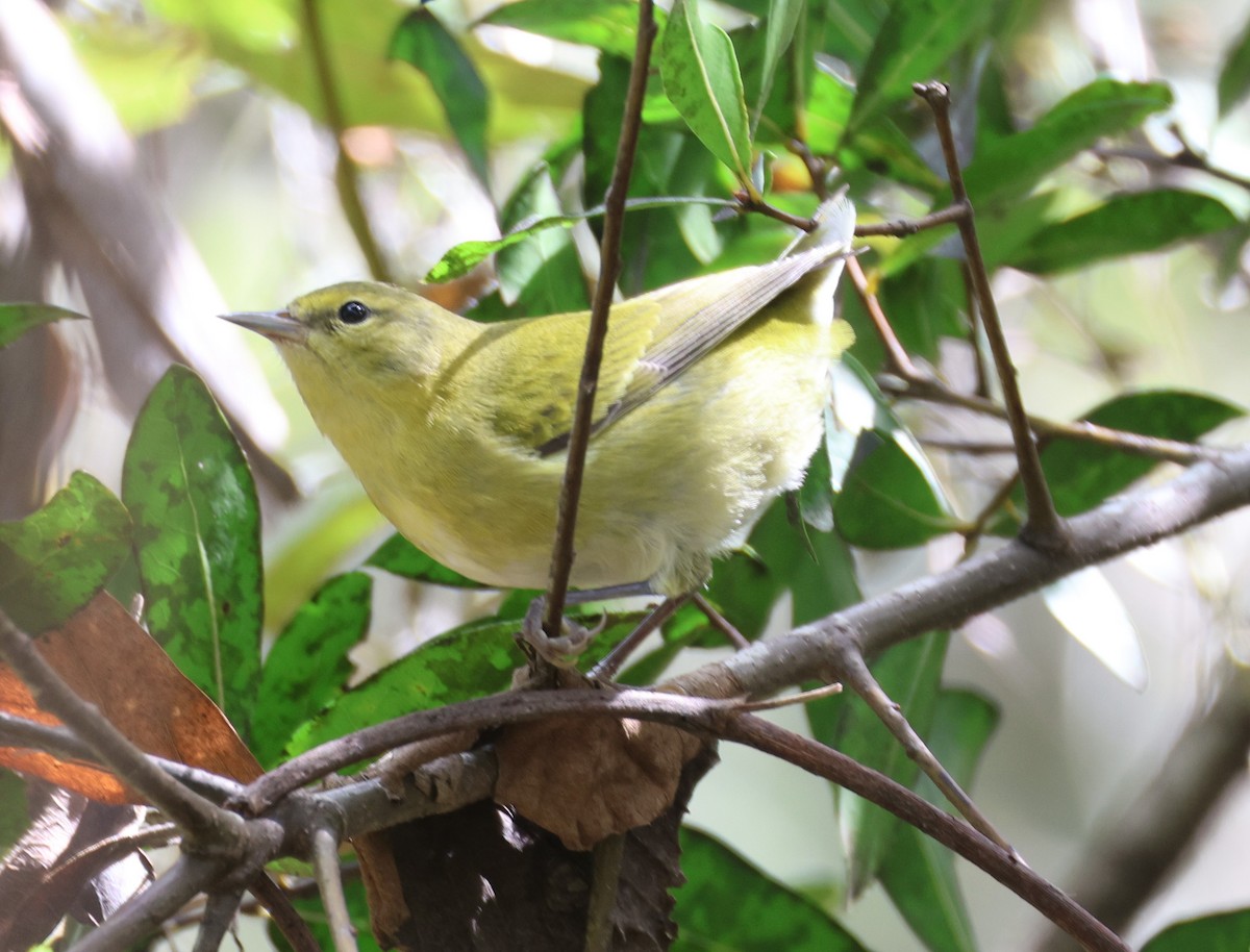 Tennessee Warbler - ML624583885