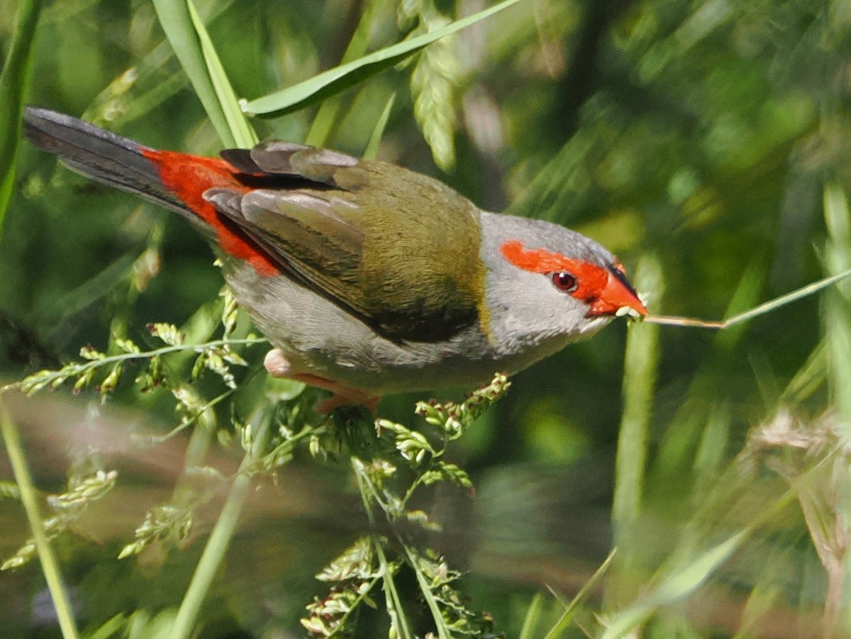 Red-browed Firetail - ML624583886