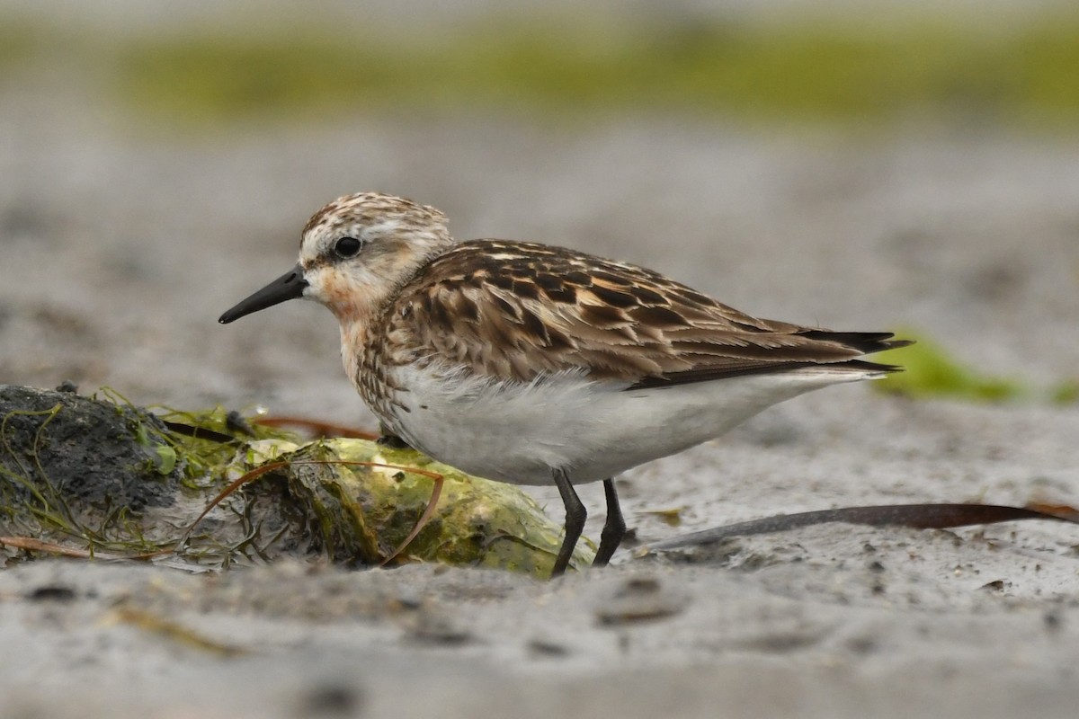 Red-necked Stint - ML624583887