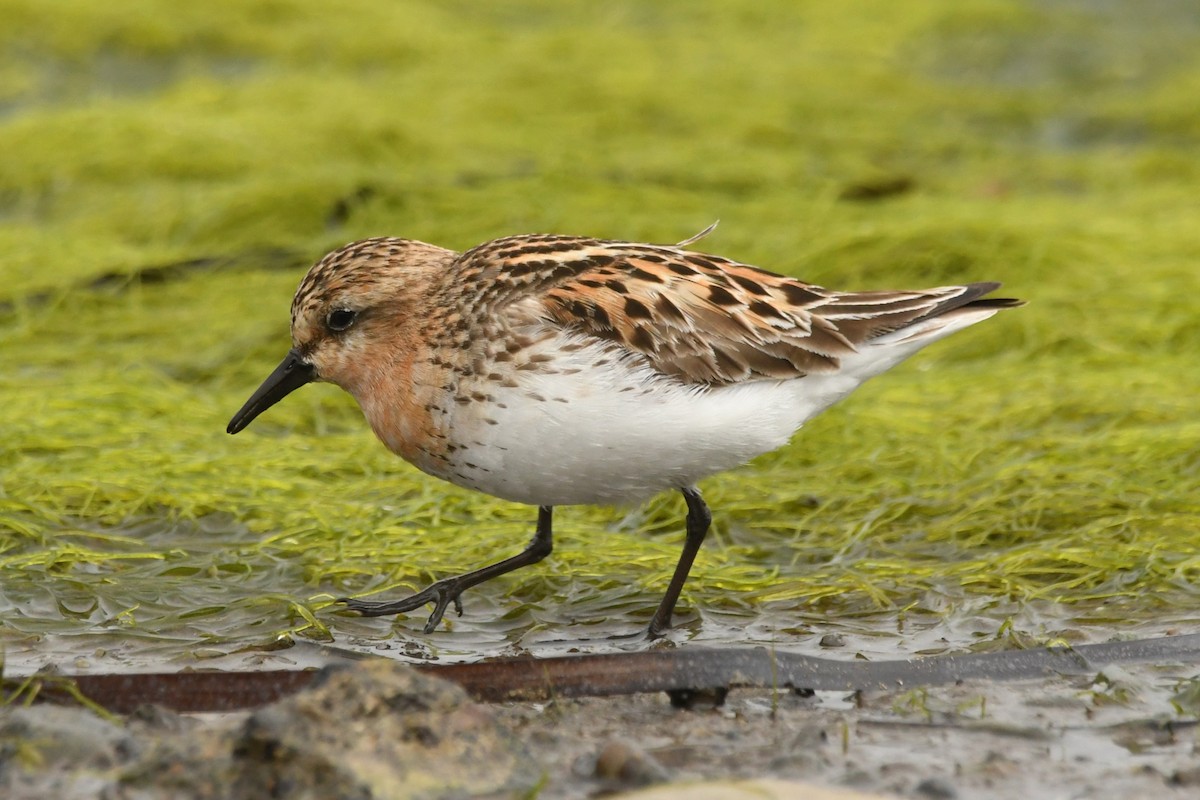 Red-necked Stint - ML624583888