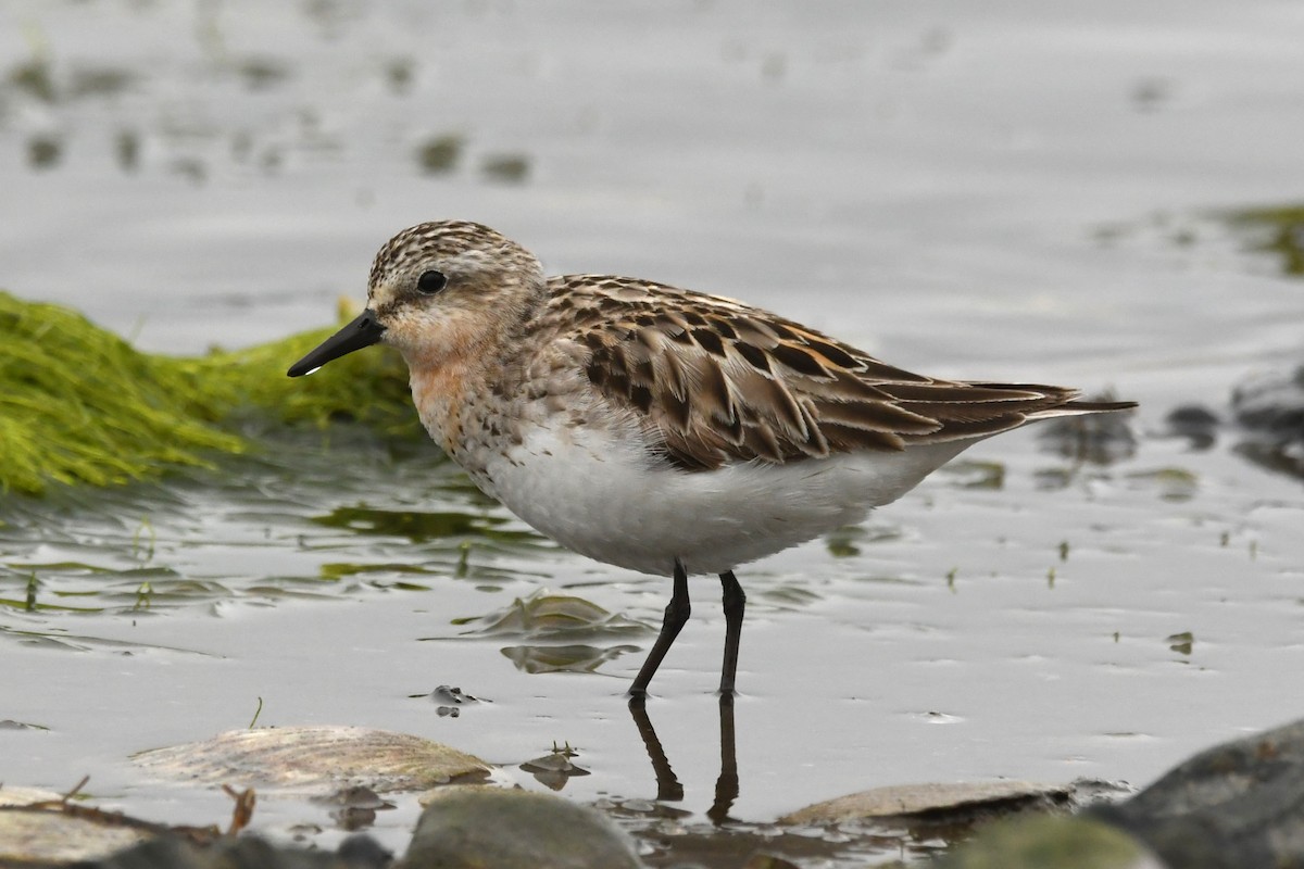 Red-necked Stint - Hayato Ishibashi