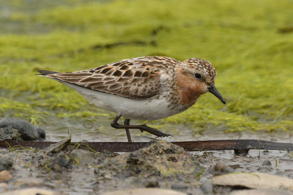 Red-necked Stint - ML624583890