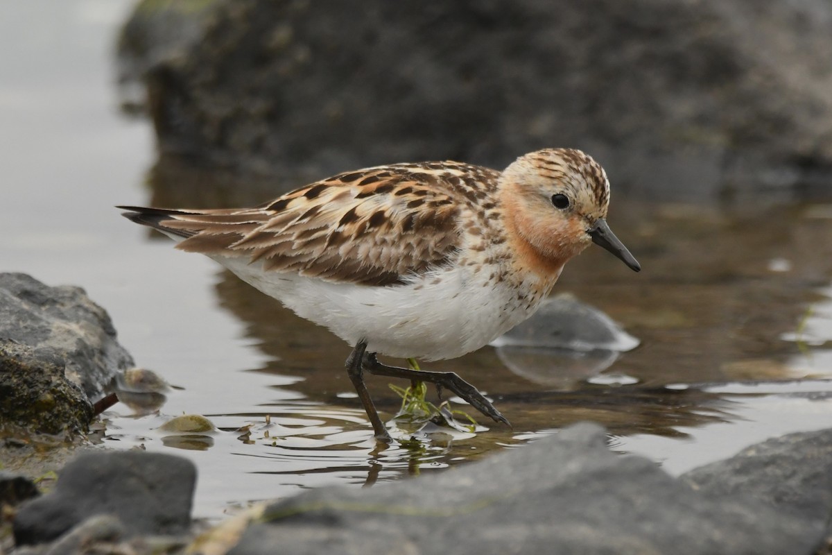 Red-necked Stint - ML624583891