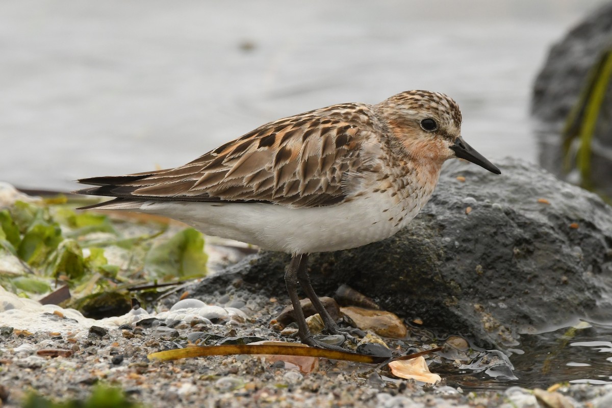 Red-necked Stint - ML624583892