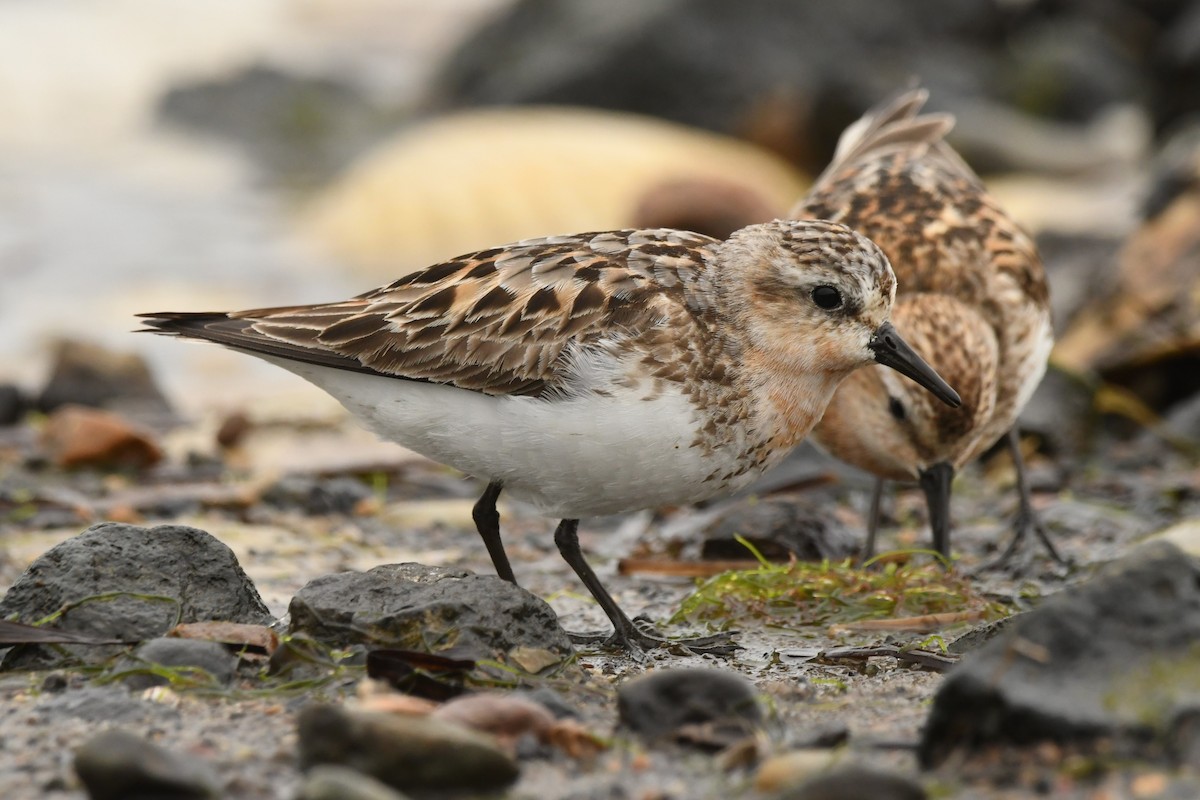 Red-necked Stint - ML624583893