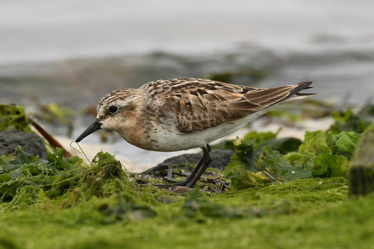 Red-necked Stint - ML624583894