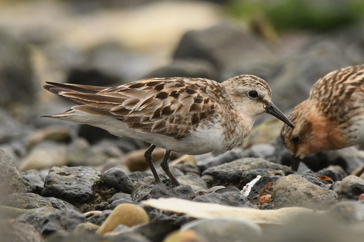 Red-necked Stint - ML624583895