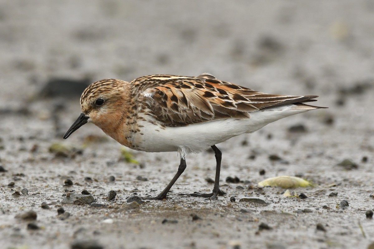 Red-necked Stint - ML624583896