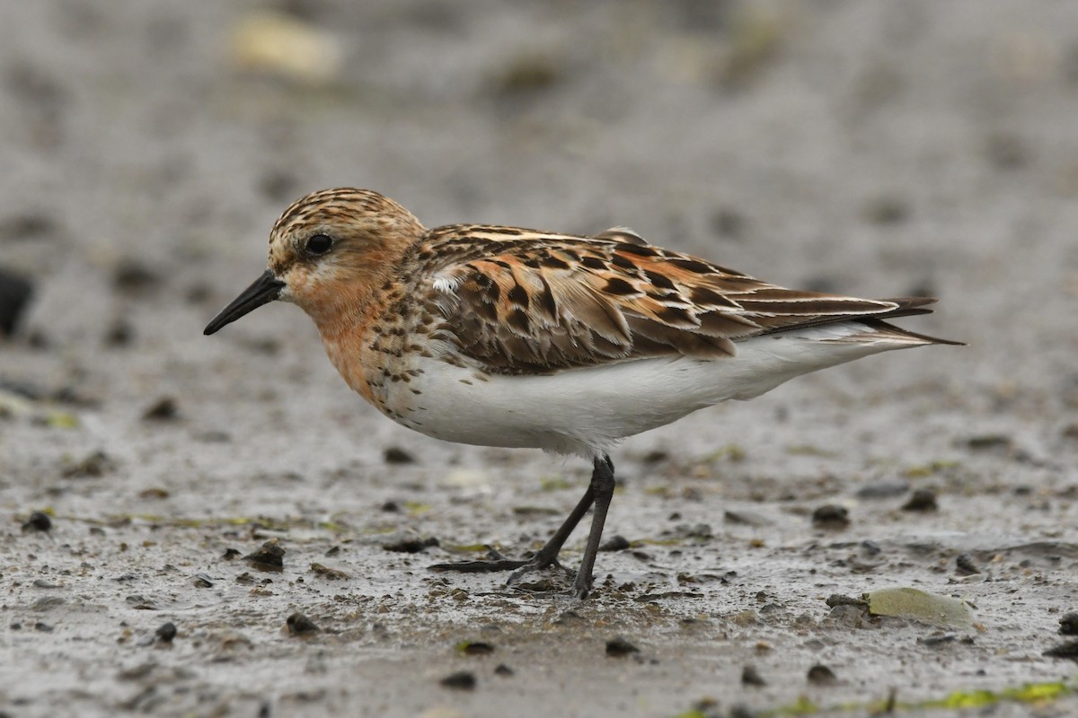 Red-necked Stint - Hayato Ishibashi